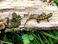 marmoratus6.jpg