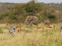 melangeserengeti.jpg