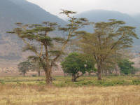 ngorongoro.jpg