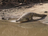 niloticusmara2.jpg