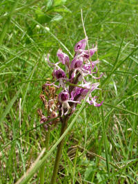 orchis_simia.jpg