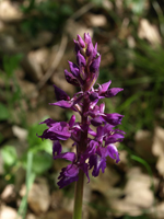 orchis loisin