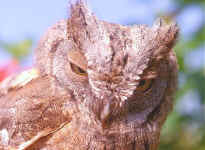 otus scops