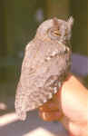 Hibou petit-duc