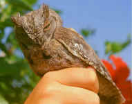 otus scops