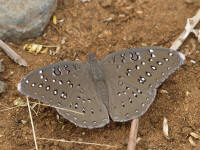 papillonT.jpg