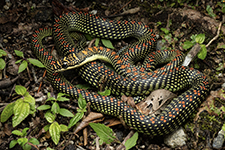 Chrysopelea paradisi