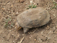 pelomedusa.jpg