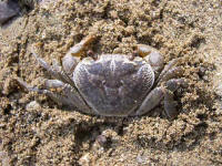 Potamon fulviatile