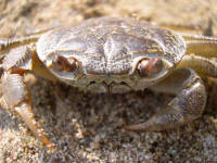 Potamon fulviatile