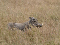 phacochereserengeti.jpg