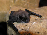 pipistrelle1.jpg