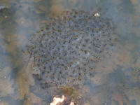 ponteranaT.jpg