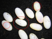 oeufs