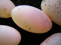 oeufs, dtail