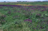 prairie.