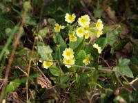 primevereofficinale.jpg
