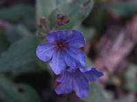 Pulmonaria officinalis
