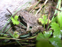 Rana sp.