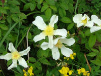 rosa_arvensis.jpg