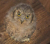 scops_jeune.jpg
