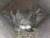 scops_ponte.jpg
