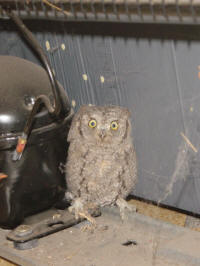 Otus scops