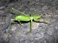 Saga rodiensis