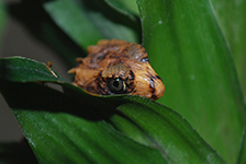 tribolonotus gracilis