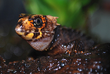tribolonotus gracilis