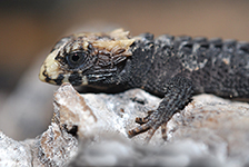tribolonotus gracilis