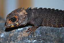 tribolonotus gracilis