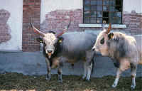 vaches hongroises