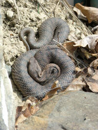 vipera_aspis_veigy.jpg