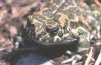 bufo viridis