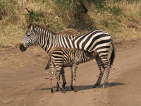 zebreserengeti.jpg