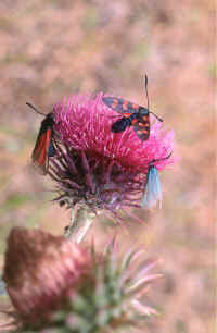 papillons zygenes