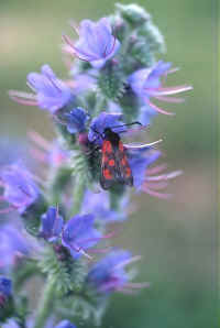 papillon zygene